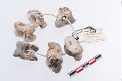 Foto von Astragalus (NHMW-PRAE-002293)